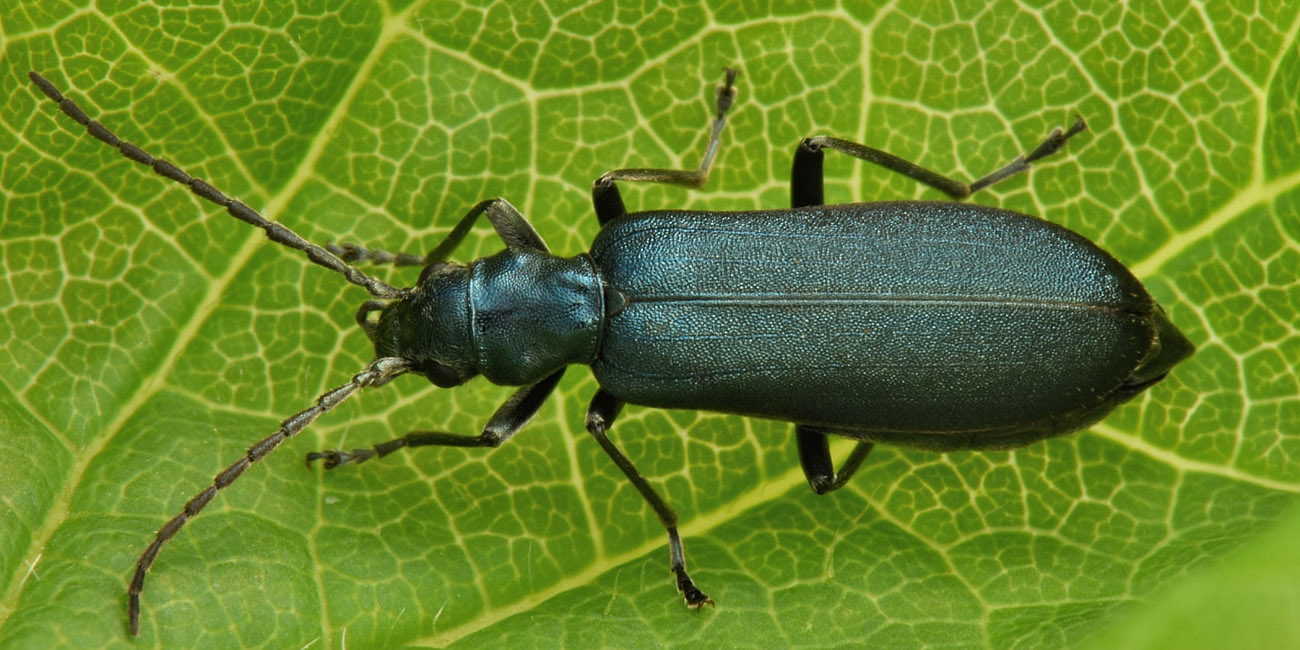 Oedemeridae: Ischnomera cyanea o caerulea, femmina